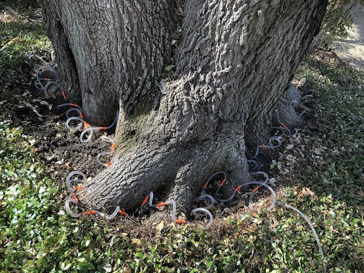 Detailed Tree Cabling and Bracing job site in Radersburg