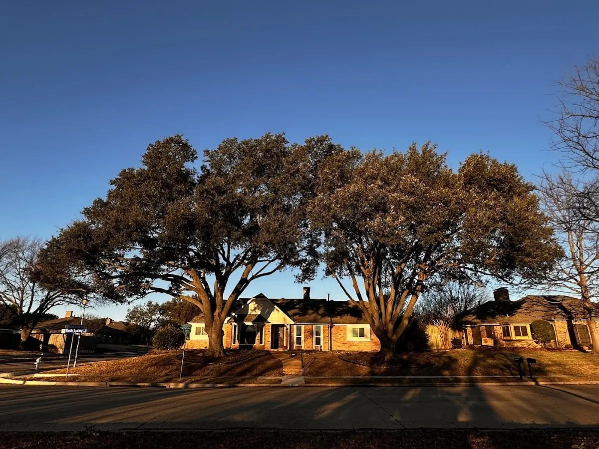 Established residential canopy tree shading a home in Radersburg